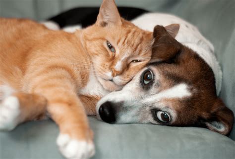 Fleas Signs Symptoms Treatments Itch Pet Itch Pet
