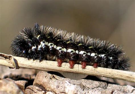 Virginia Ctenucha Caterpillar Ctenucha Virginica BugGuide Net