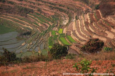 Picture Terraced Rice Paddies Madagascars Central Plateau