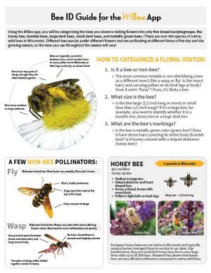 Bee Identification – Wisconsin Pollinators – UW–Madison