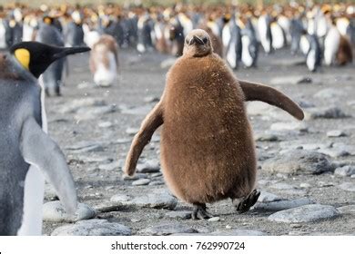 Cute King Penguin Chick Stock Photo 762990724 | Shutterstock