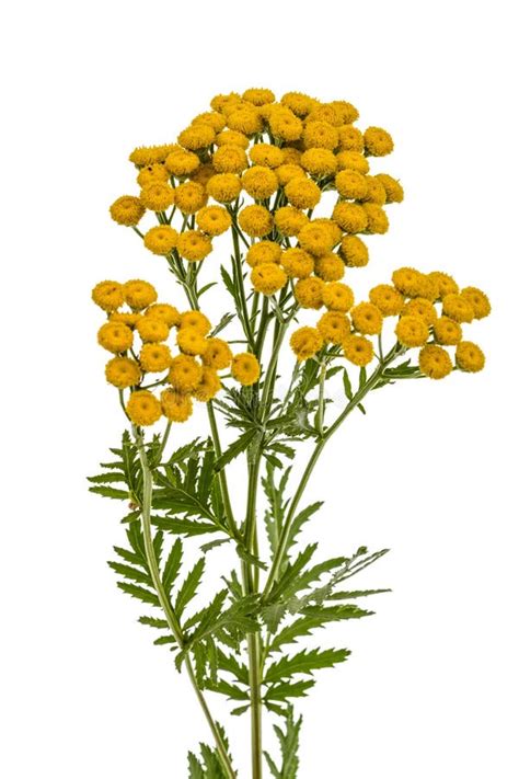 Flowers the Medicinal Plant of Tansy, Lat. Tanacetum Vulgare, Isolated on White Background Stock ...