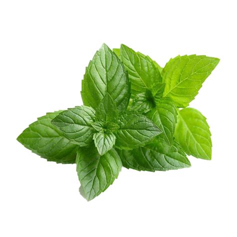 Peppermint Png Images Transparent Background Png Play