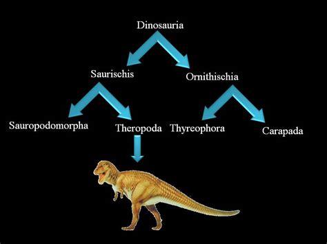 Theropods Dinosaur History Fact Carnivorous Dinosaur