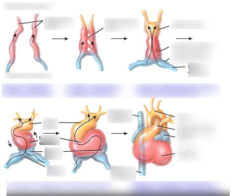 Diagram of Heart Development | Quizlet