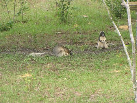 Shermans Fox Squirrels 2018 Flickr