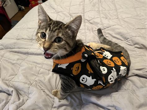 Dolce dressed up for Halloween : r/kittens