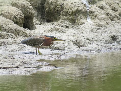 Green Heron San Joaquin Dave Telford Flickr