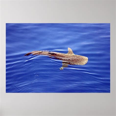 Whale Shark Poster | Zazzle