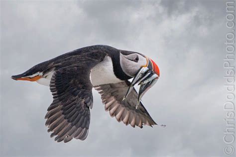 Atlantic puffin in flight with fish at 20,000 ISO — Nature Photography Blog