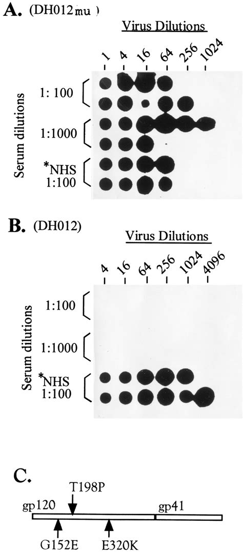 The Role Of The Third β Strand In Gp120 Conformation And Neutralization