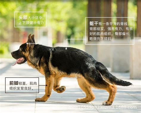 纯种德国牧羊犬德牧幼犬活体弓背黑背警犬猎犬宠物看家狼狗大型犬 阿里巴巴