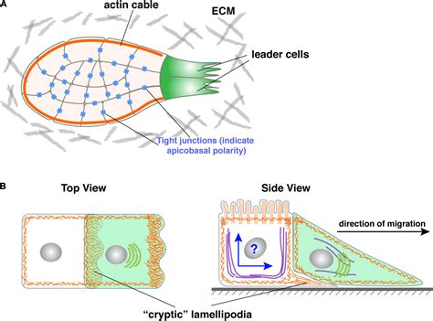 Frontiers Born To Run Diverse Modes Of Epithelial Migration