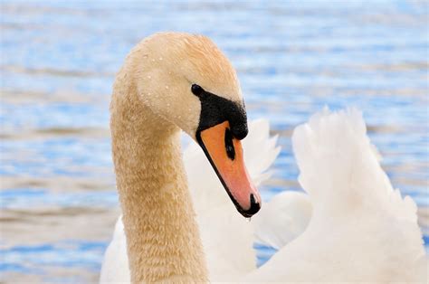 Pássaros Cisnes Natureza Corpos De Foto Gratuita No Pixabay Pixabay