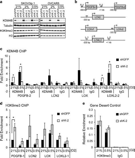 KDM4B Binds Regions Proximal To Target Gene Promoters And Demethylates