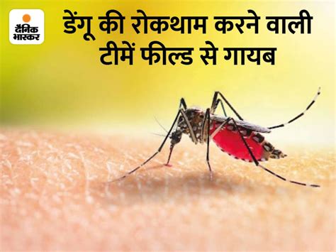 Dengue Spreading In Baddi Nalagarh Of Solan District 1048 Cases Registered बद्दी नालागढ़ में