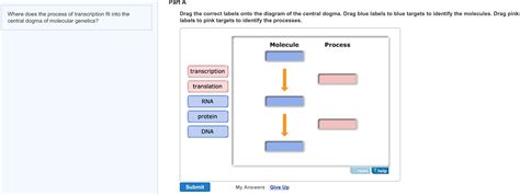 30 Drag The Labels Onto The Diagram To Identify The Types Of Epithelia Images