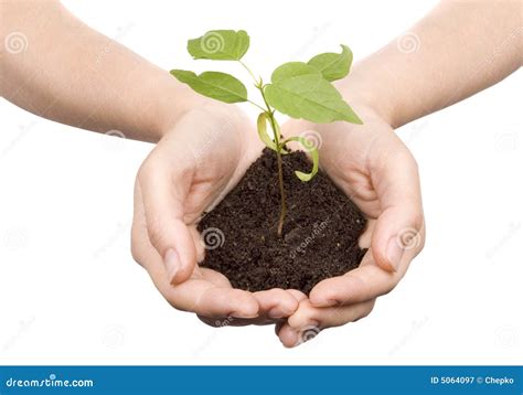 Pousse Dans Des Mains Image Stock Image Du Herbe Centrale