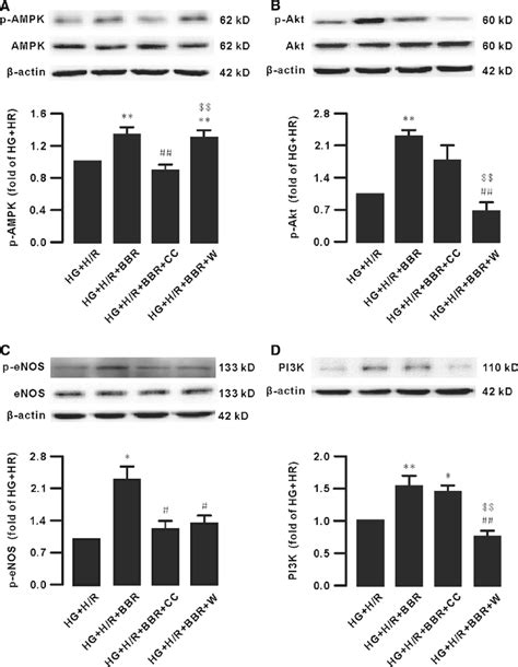 Berberine Induced Pi3kakt Ampk And Enos Activation Were Blunted By