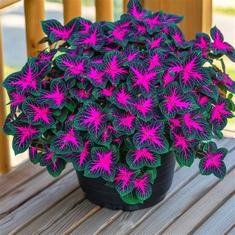 Coleus The Ultimate Guide To Vibrant Garden Colors