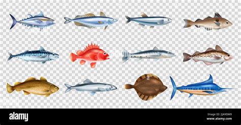 Sea Fish Realistic Transparent Set With Different Species Symbols