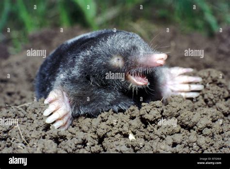 European Mole Talpa Europaea Digging Itself Out Of The Ground Stock