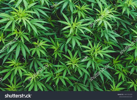 [28+] Marijuana Leaves Wallpapers | WallpaperSafari