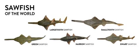 Sawfish Species — Sawfish Conservation Society