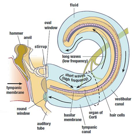 Basilar Membrane