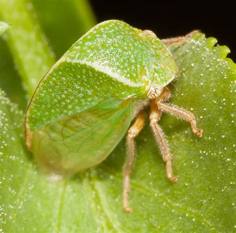 Ceresa Sp Spissistilus Festinus BugGuide Net