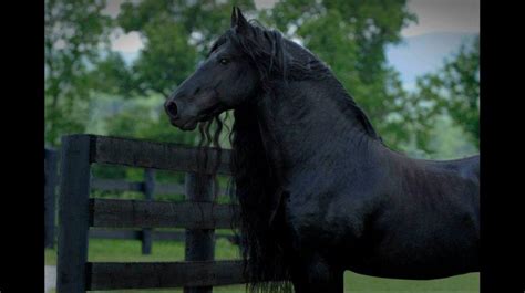 Frederik El Grande El Caballo Más Bello Del Mundo Redes Sociales