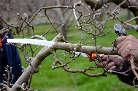 Obstb Ume Richtig Schneiden Experten Anleitung Plantura