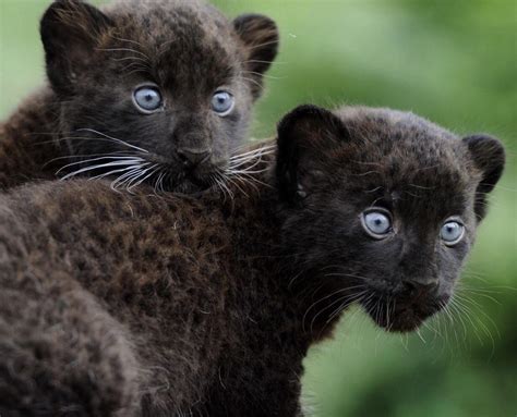 Beautiful Blue Eyed Black Panther Cubs : r/hardcoreaww