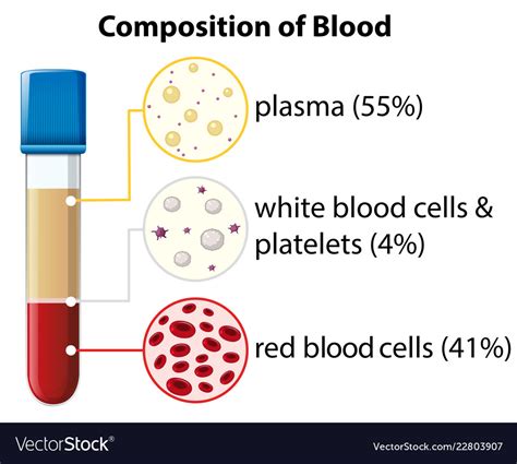 Blood Components In The Diagram Blood Cells Components Struc