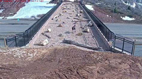 Video Shows Wildlife Crossing Bridge Built For Them To Get Across Highway Safely