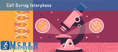 Why is it Difficult to Observe Individual Chromosomes with a Light Microscope During Interphase ...