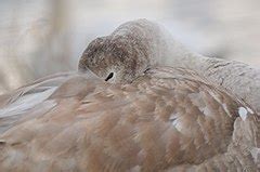 Category Cygnus Olor Of Rheindelta Bodensee Wikimedia Commons