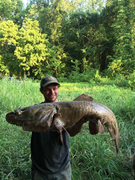 pretty big flathead   year rfishing
