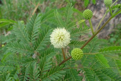 Factsheet - Leucaena leucocephala (Leucaena)