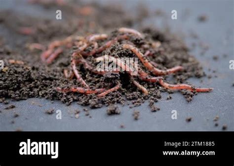 Close up Crawling Red Earthworms in Black Soil Isolated on Black Background. Slow motion. A ...