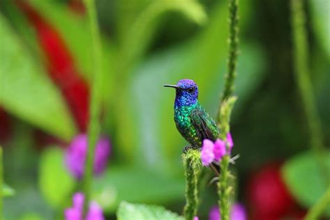 What Time Of Day Do Hummingbirds Feed Answered