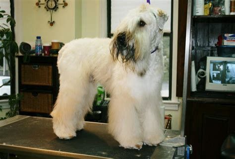 Soft Coated Wheaten Terrier Grooming Styles