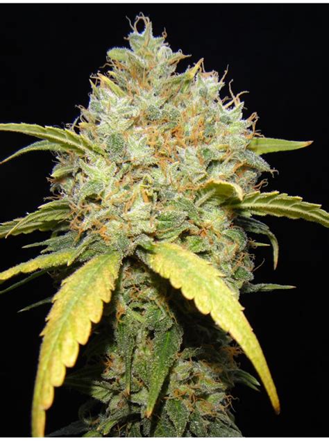 Critical Ganja from Makka Seeds | strains.io | cannabis marijuana ...