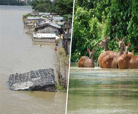 Assam Flood असम में बाढ़ से 110 लोगों की मौत 56 लाख लोग प्रभावित Assam Flood News 110 People