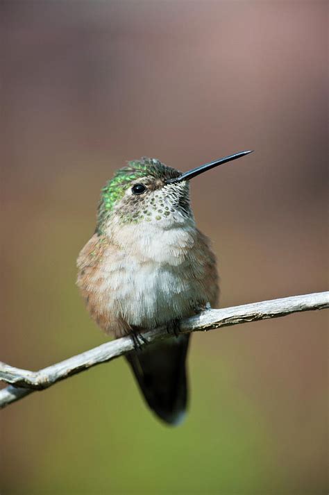 Broad-tailed Hummingbird Female Photograph by Ed Reschke