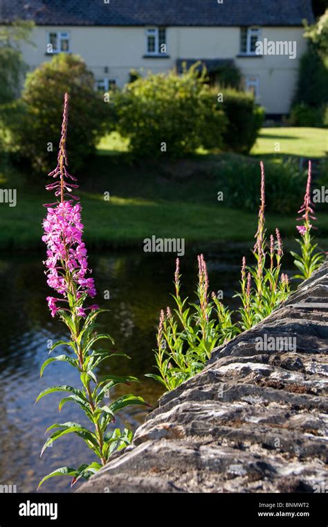 Colorful Weeds On The Withypool Bridge In Exmoor National Park Stock