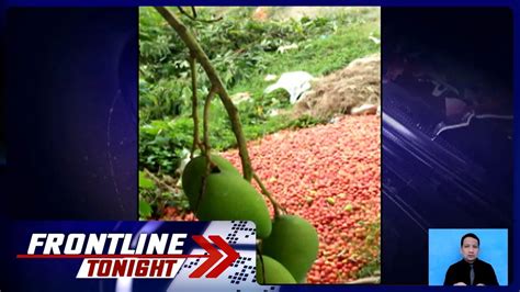 Mga Inaning Kamatis Tinapon Sa Mga Bakanteng Lote Frontline Tonight