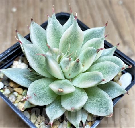 SHPR24943 Echeveria Ssp Graptoveria Silver Star F Variegata