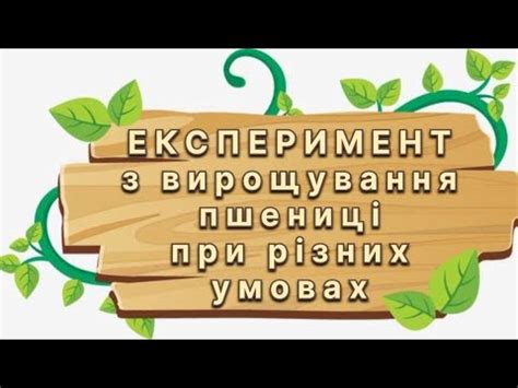 Експеримент з пшеницею / Досліди з рослинами на підвіконні - YouTube