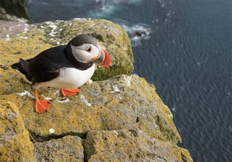 Frailecillos En Los Acantilados De Latrabjarg Fiordos Del Oeste